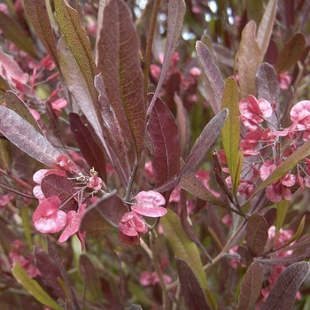 Dodonaea viscosa 'Purpurea' 