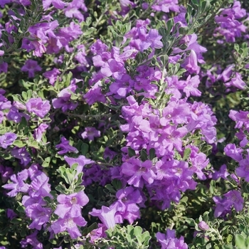 Leucophyllum frutescens