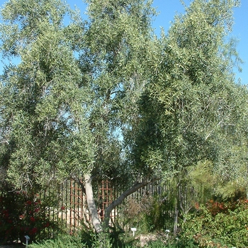 Olea europaea 'Swan Hill'