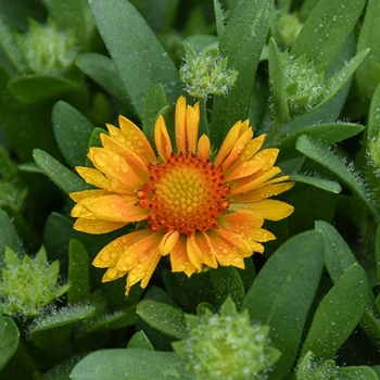 Gaillardia 'Lemon' 