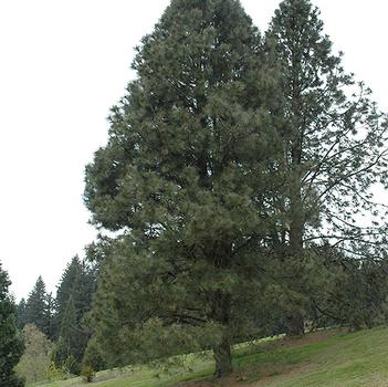 Pinus ponderosa