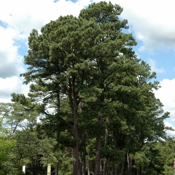 Pinus nigra