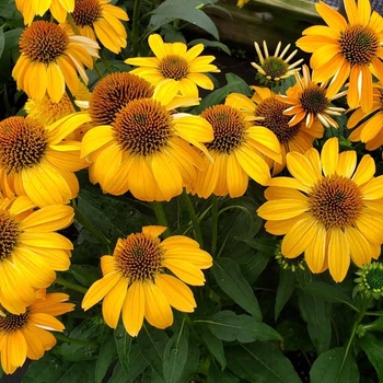 Echinacea 'Balsomold' PP30115