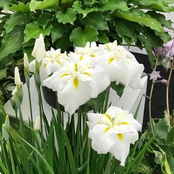 Iris ensata 'Gold Bound' 