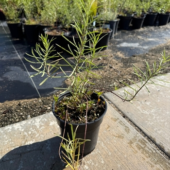 Asclepias fascicularis