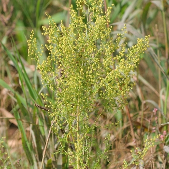 Artemisia annua
