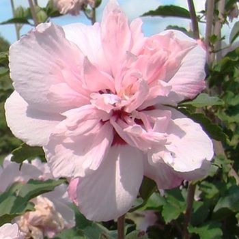 Hibiscus syriacus 'Whit XXI' PP31721