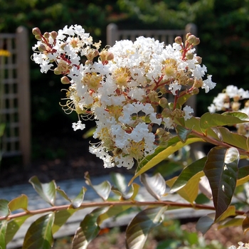 Lagerstroemia indica 'White Chocolate' 