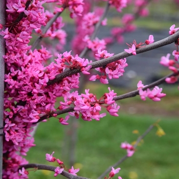 Cercis canadensis 'Appalachian Red' 