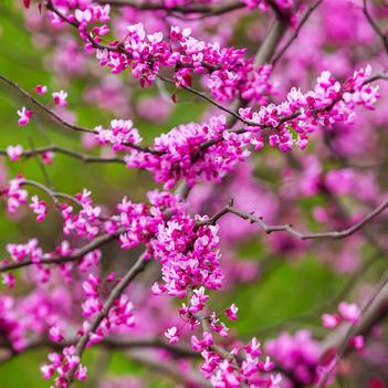 Cercis canadensis 'Cascading Hearts' 