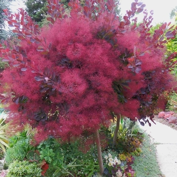 Cotinus coggygria 'Londus'