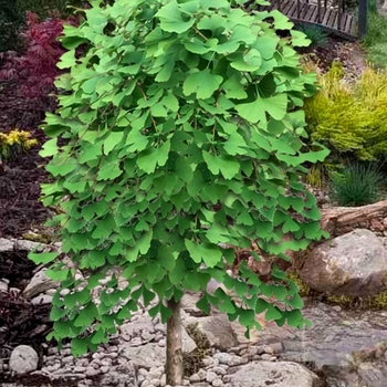 Ginkgo biloba 'Weeping Wonder' 
