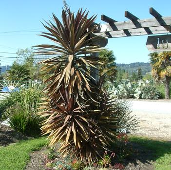 Cordyline baueri