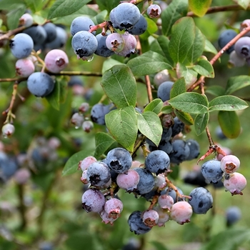 Vaccinium corymbosum 'Earliblue'