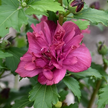 Hibiscus syriacus 'Woodbridge' 