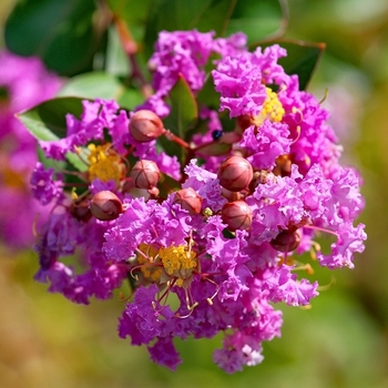 Lagerstroemia indica x fauriei 'Zuni' 
