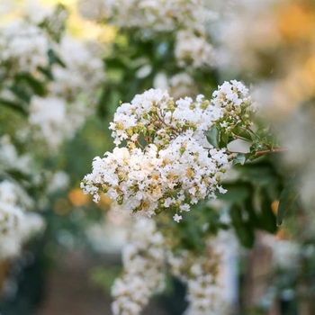 Lagerstroemia indica x fauriei 'Acoma'