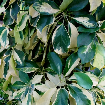 Schefflera arboricola 'Dazzle'