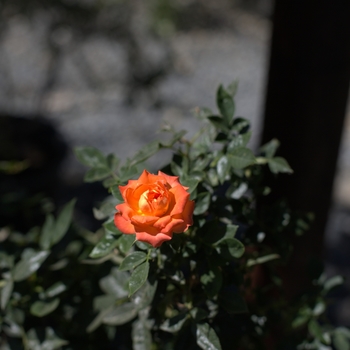 Rosa 