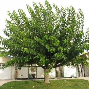 Morus alba 'Stribling' 
