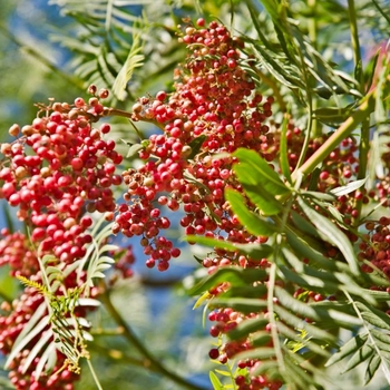 Schinus molle