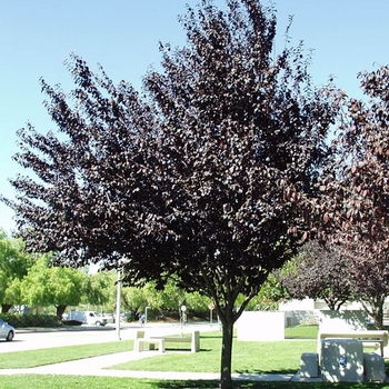 Prunus cerasifera 'Purple Pony' 
