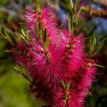 Callistemon citrinus 'Jeffers' 