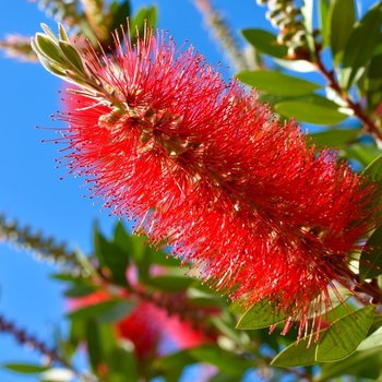 Callistemon citrinus