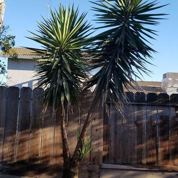 Yucca elephantipes