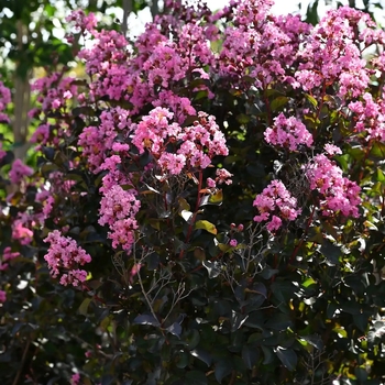 Lagerstroemia indica 'Whit VIII' PP16616