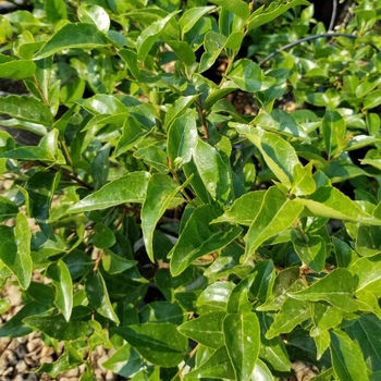 Xylosma congestum