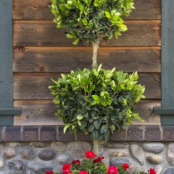 Ligustrum japonicum 'Texanum'