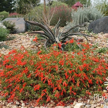 Zauschneria garrettii 'Orange Carpet®' PP18,951