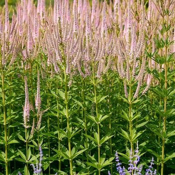 Veronicastrum virginicum 'Fascination' 