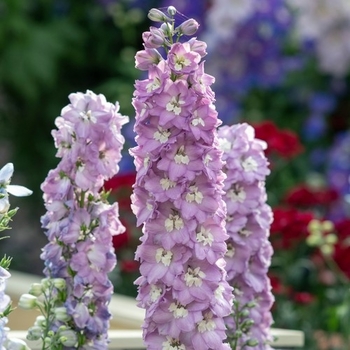 Delphinium elatum
