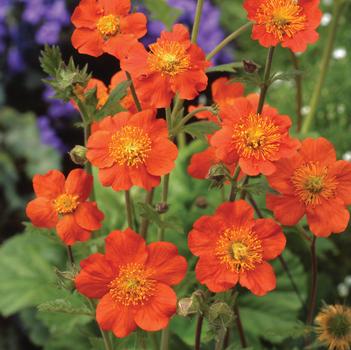Geum coccineum 'Koi'