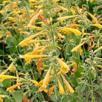 Agastache aurantiaca 'Sunset Yellow'