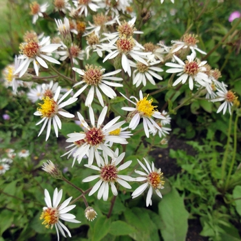 Eurybia macrophylla