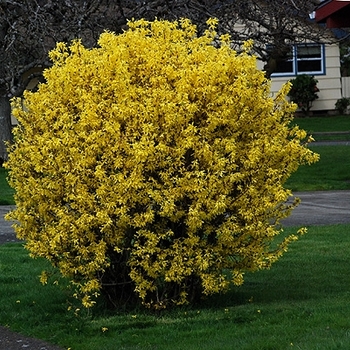 Forsythia x intermedia 'Sunrise' 