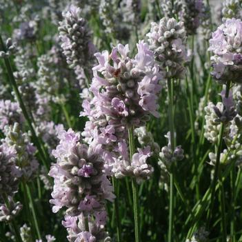 Lavandula angustifolia 'Hidcote Pink'