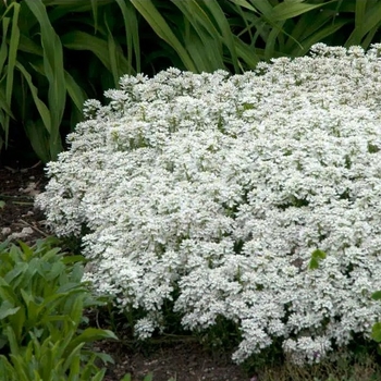 Iberis sempervirens 'Snow Flurries'