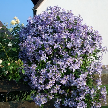Clematis 'Prince Charles' 