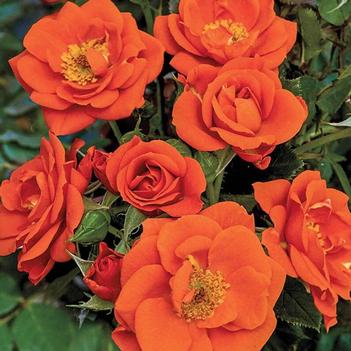 Rosa 'WEKcofbunk' PP23324