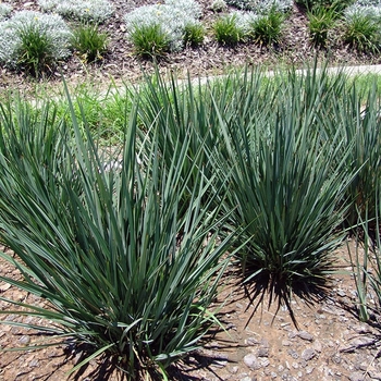 Dianella revoluta 'DR5000' PP17719