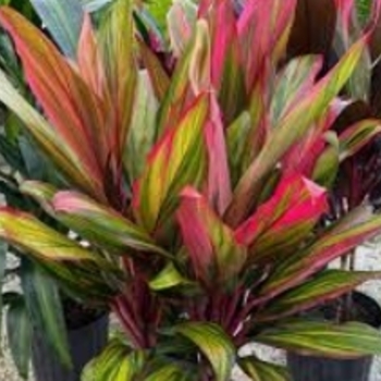 Cordyline 'Harlequin' 