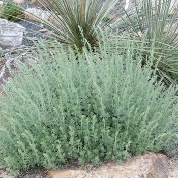 Artemisia frigida