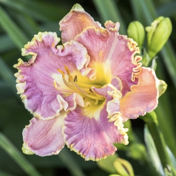 Hemerocallis 'Lavender Tutu' 