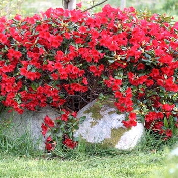 Rhododendron 'Baden Baden' 