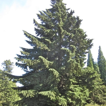 Tsuga heterophylla