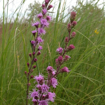Liatris aspera